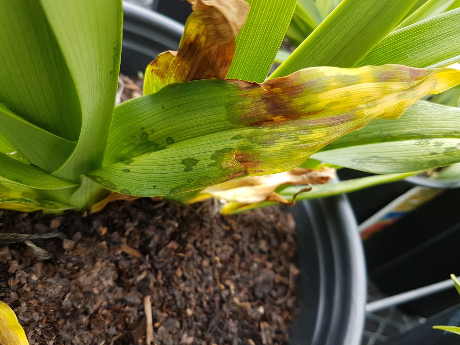 Aureobasidium sur Hemerocallis sp.