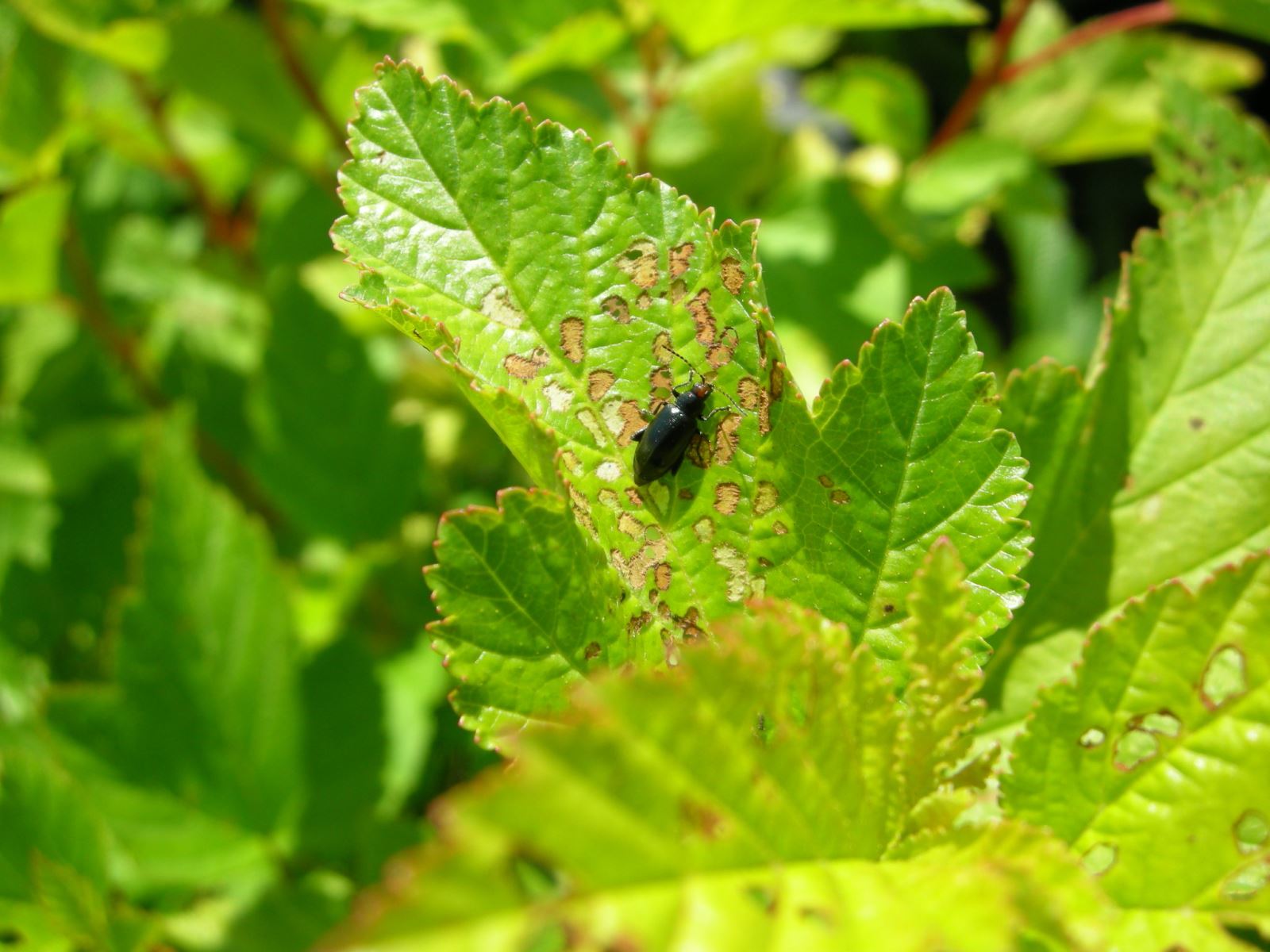 Dommages d'altises à tête rouge sur Physocarpus sp.