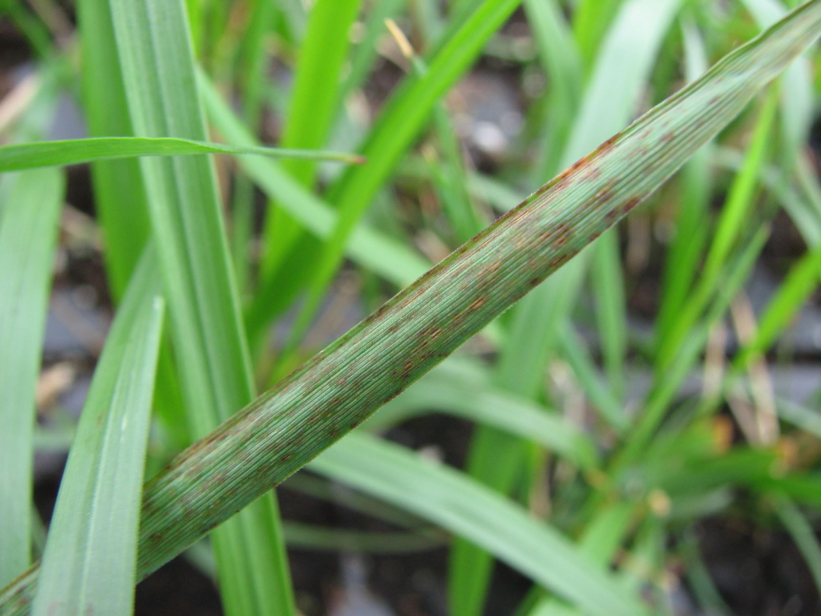 Anthracnose sur Calamagrostis 'Karl Forster'
