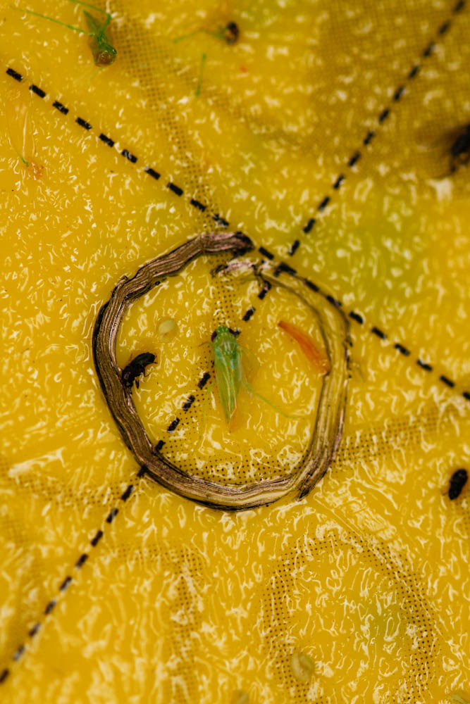 Cicadelle de la pomme de terre sur un piège collant jaune