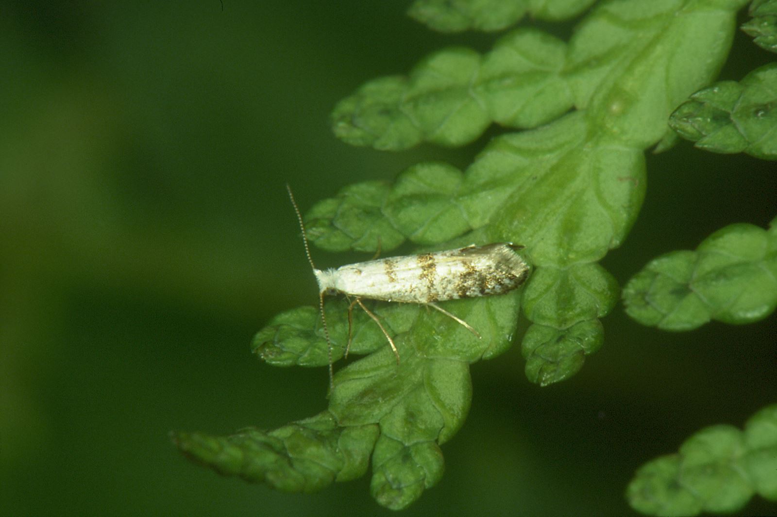 Argyresthia thuiella sur Thuya occidentalis