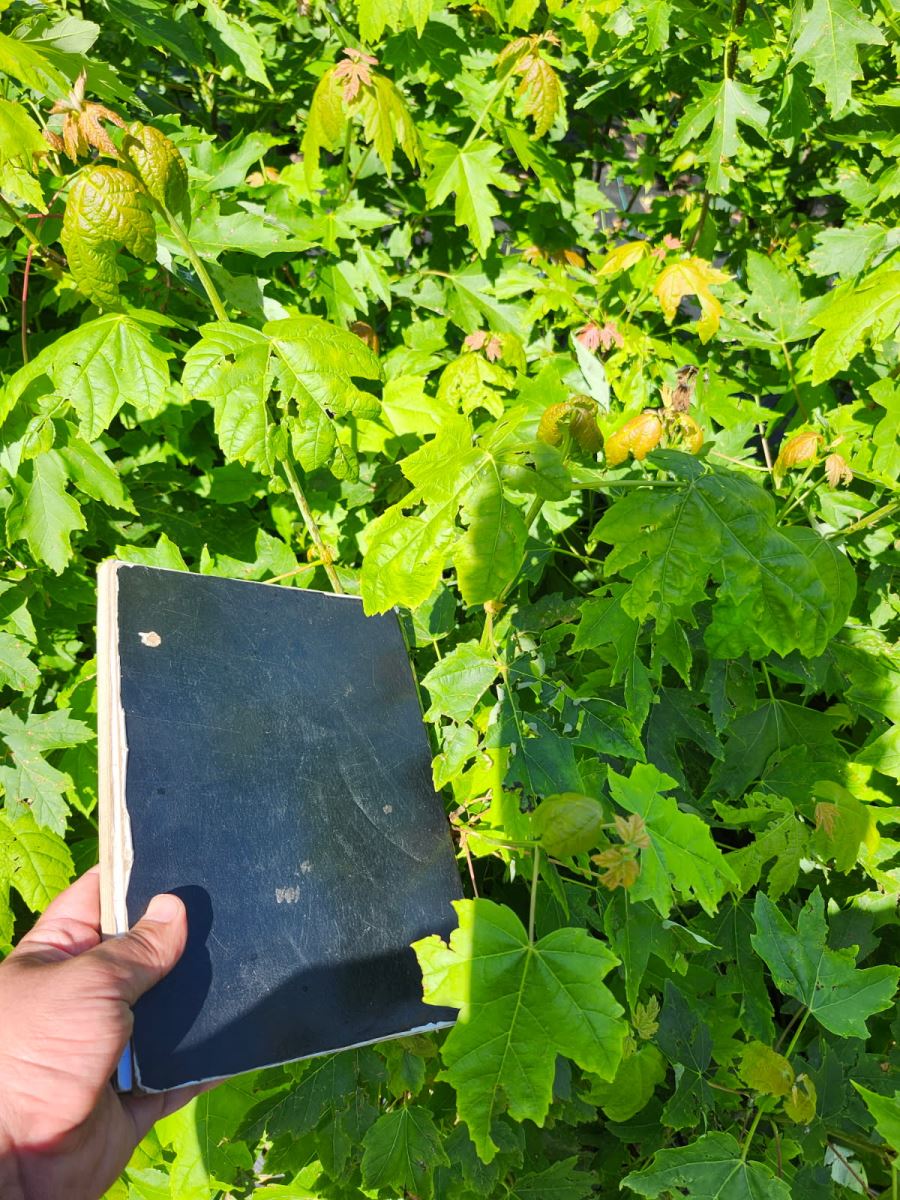 Dommage de grêle sur Acer sp.