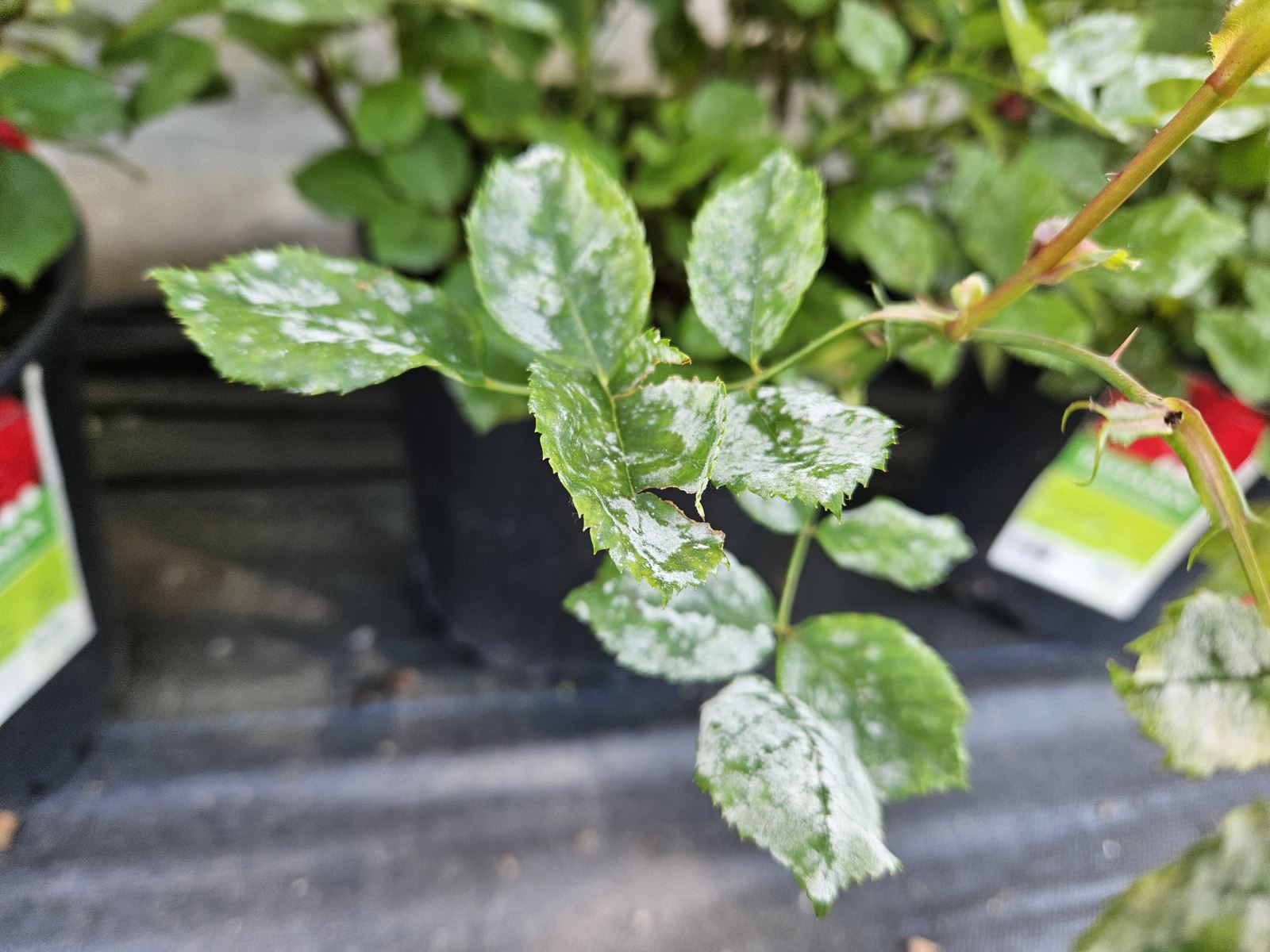 Symptôme de blanc sur Rosa sp.