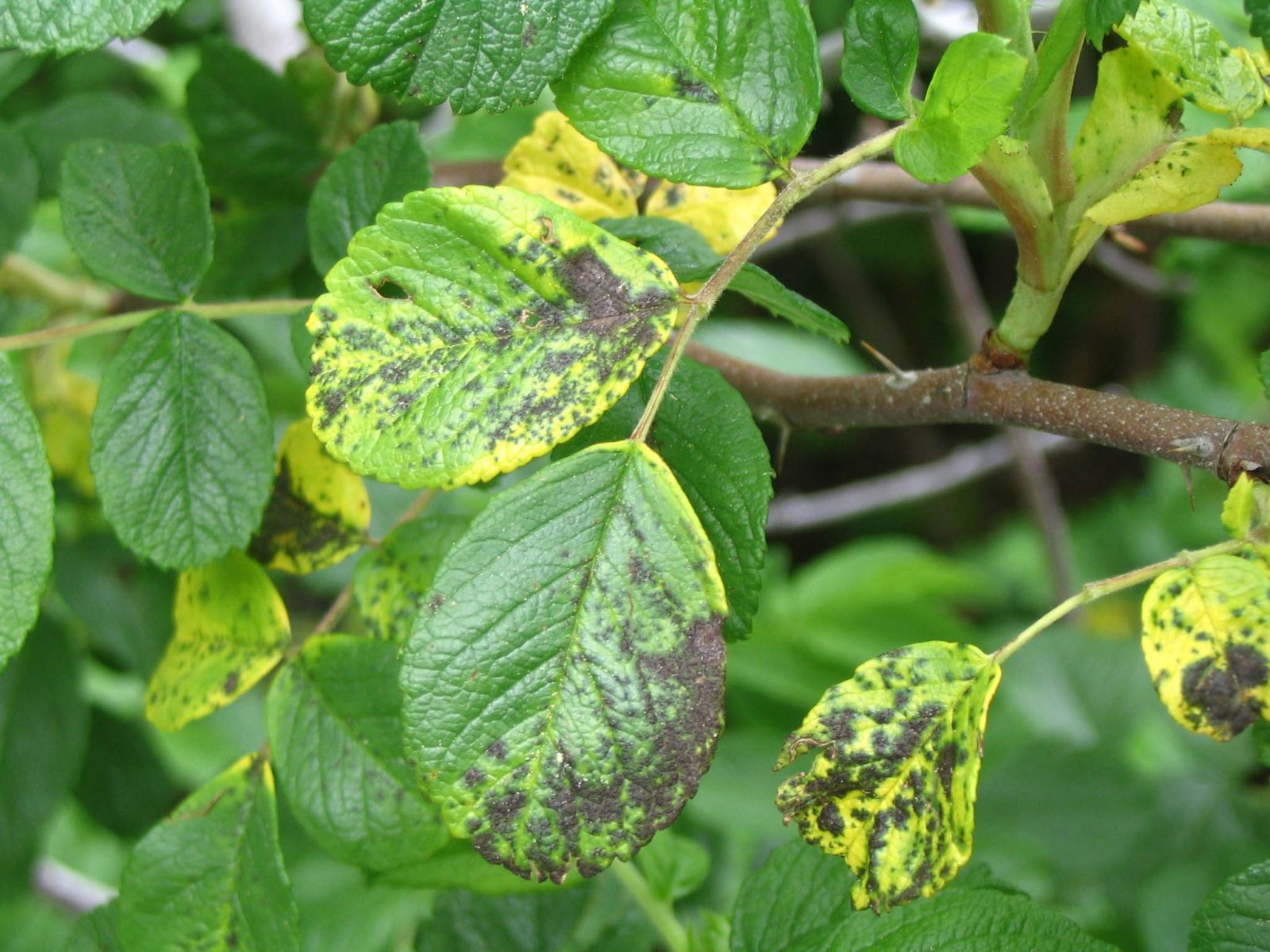 Symptômes de taches noires du rosier sur Rosa sp.