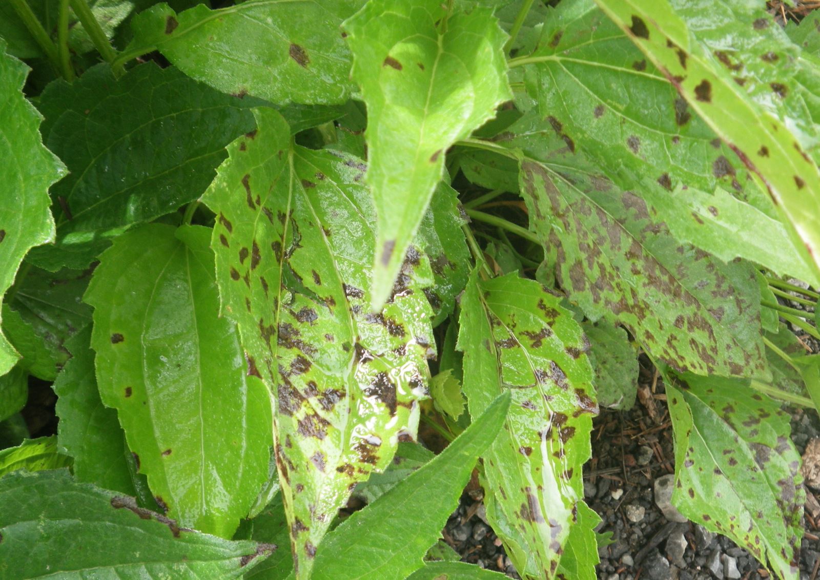 Taches foliaires sur rudbeckia probablement causées par Septoria sp