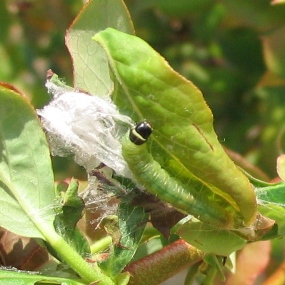 Gonflement des bourgeons à fruits