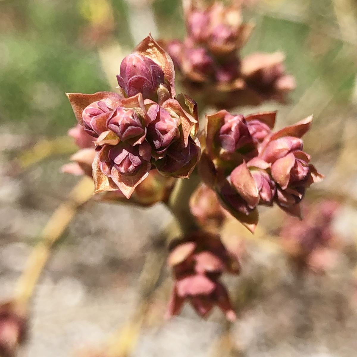 Éclatement des bourgeons à fruits