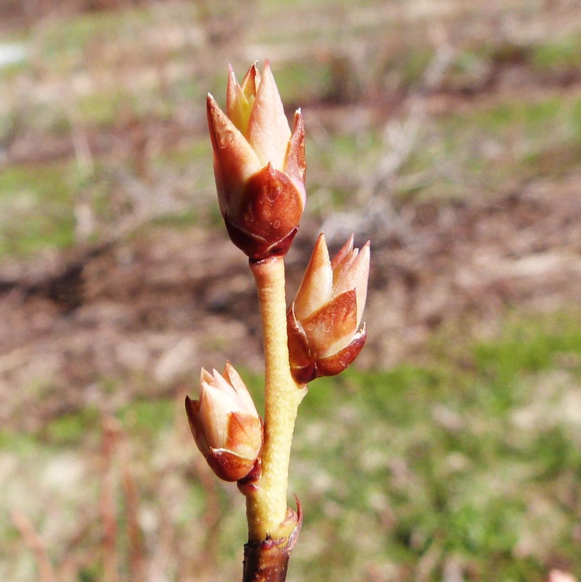 Éclatement des bourgeons à fruits