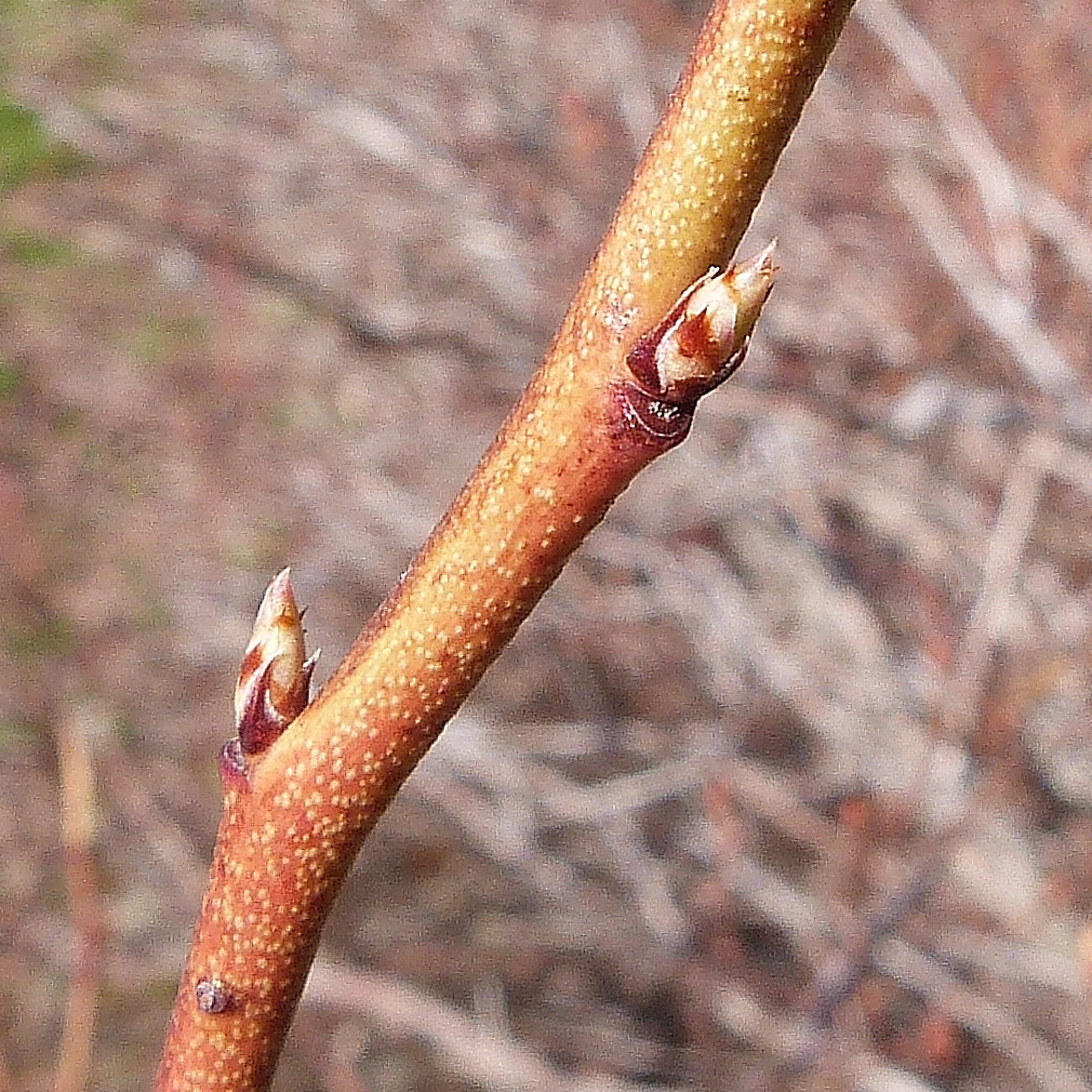 Gonflement des bourgeons à fruits