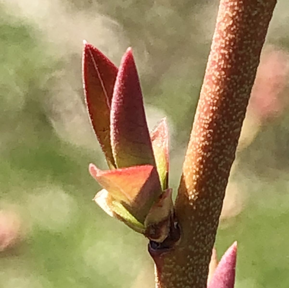 Gonflement des bourgeons à fruits