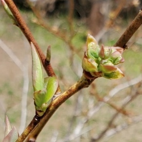 Gonflement des bourgeons à fruits