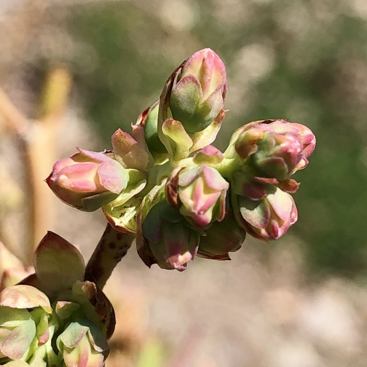 Éclatement des bourgeons à fruits