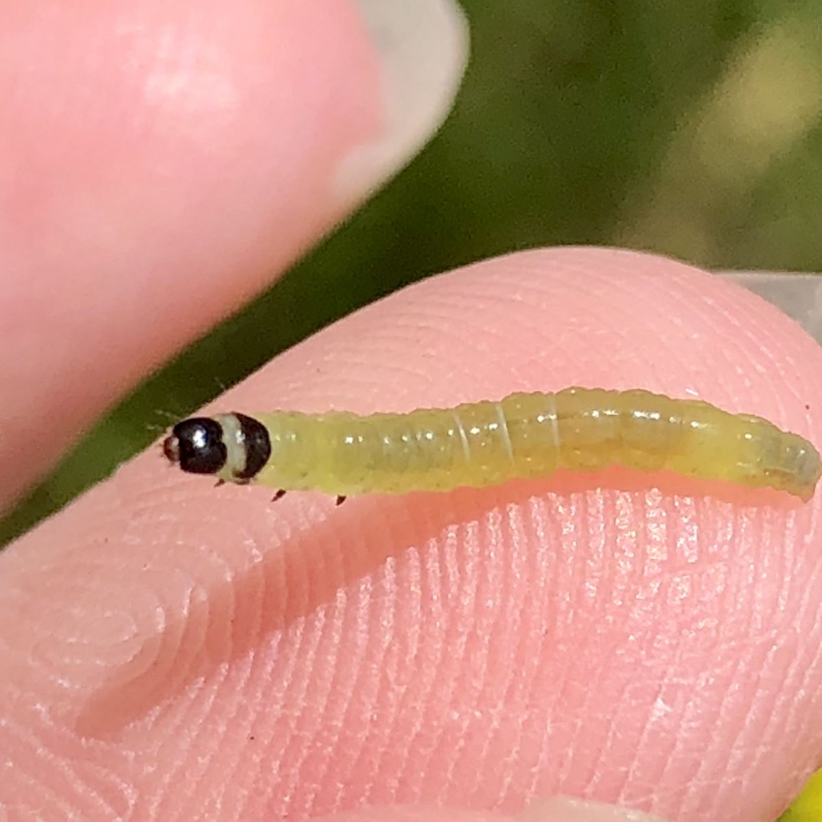 Éclatement des bourgeons à fruits