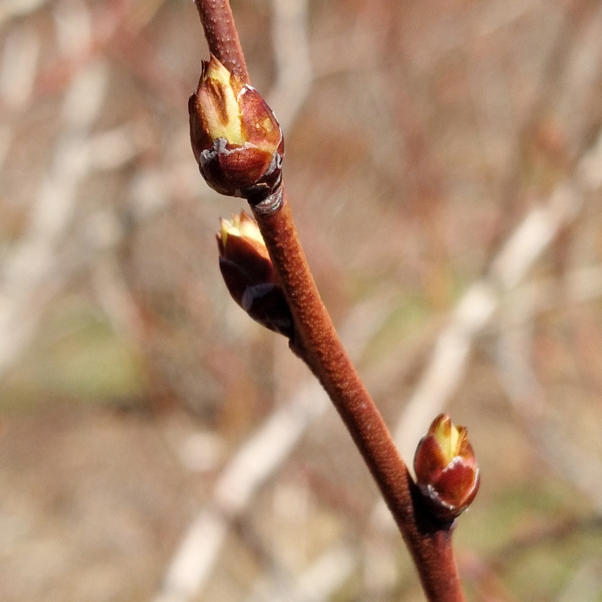 Gonflement des bourgeons à fruits