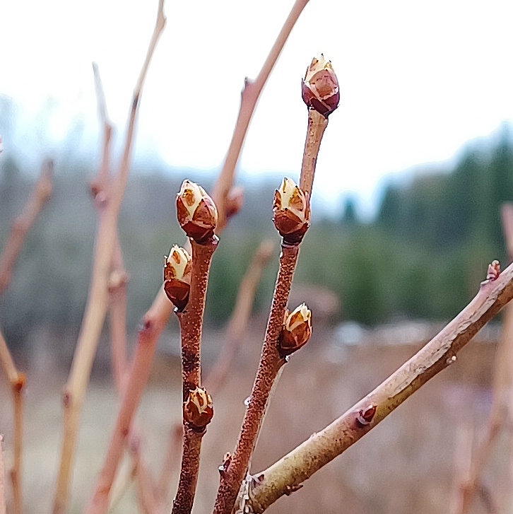 Gonflement des bourgeons à fruits