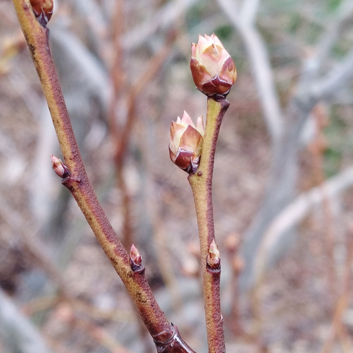 Éclatement des bourgeons à fruits