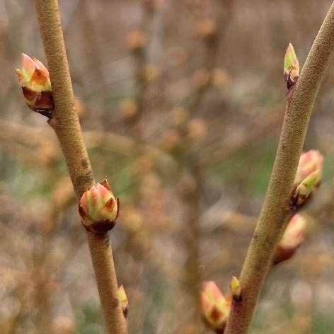 Gonflement des bourgeons à fruits