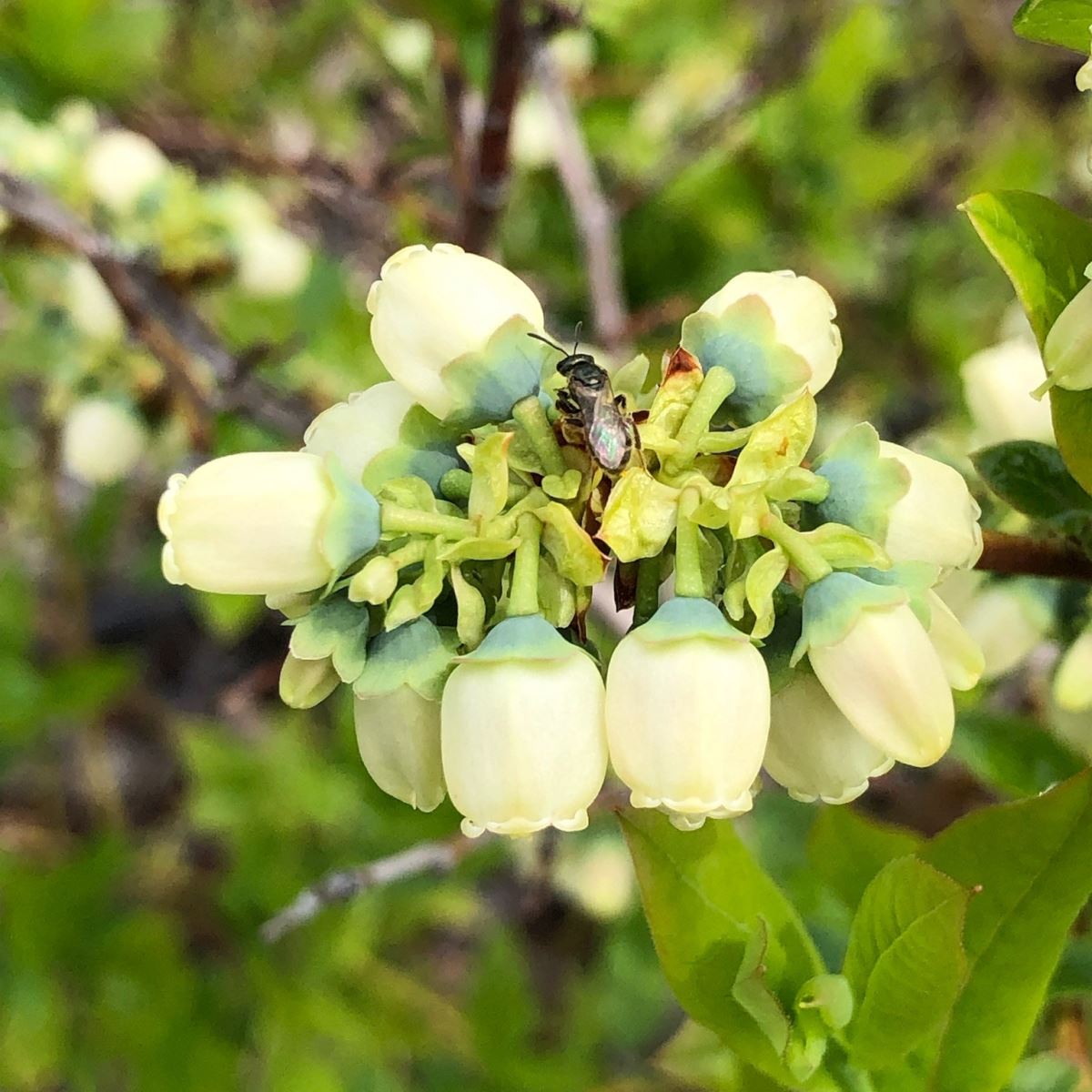 Éclatement des bourgeons à fruits