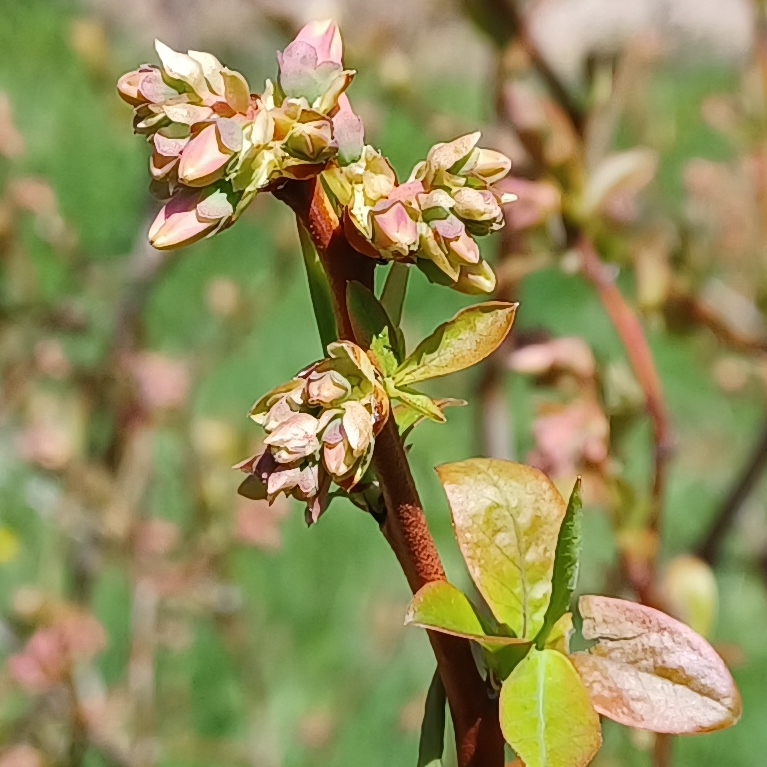 Gonflement des bourgeons à fruits