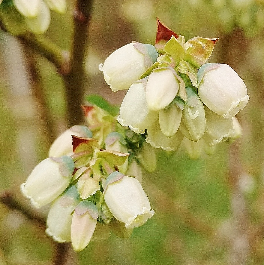 Gonflement des bourgeons à fruits