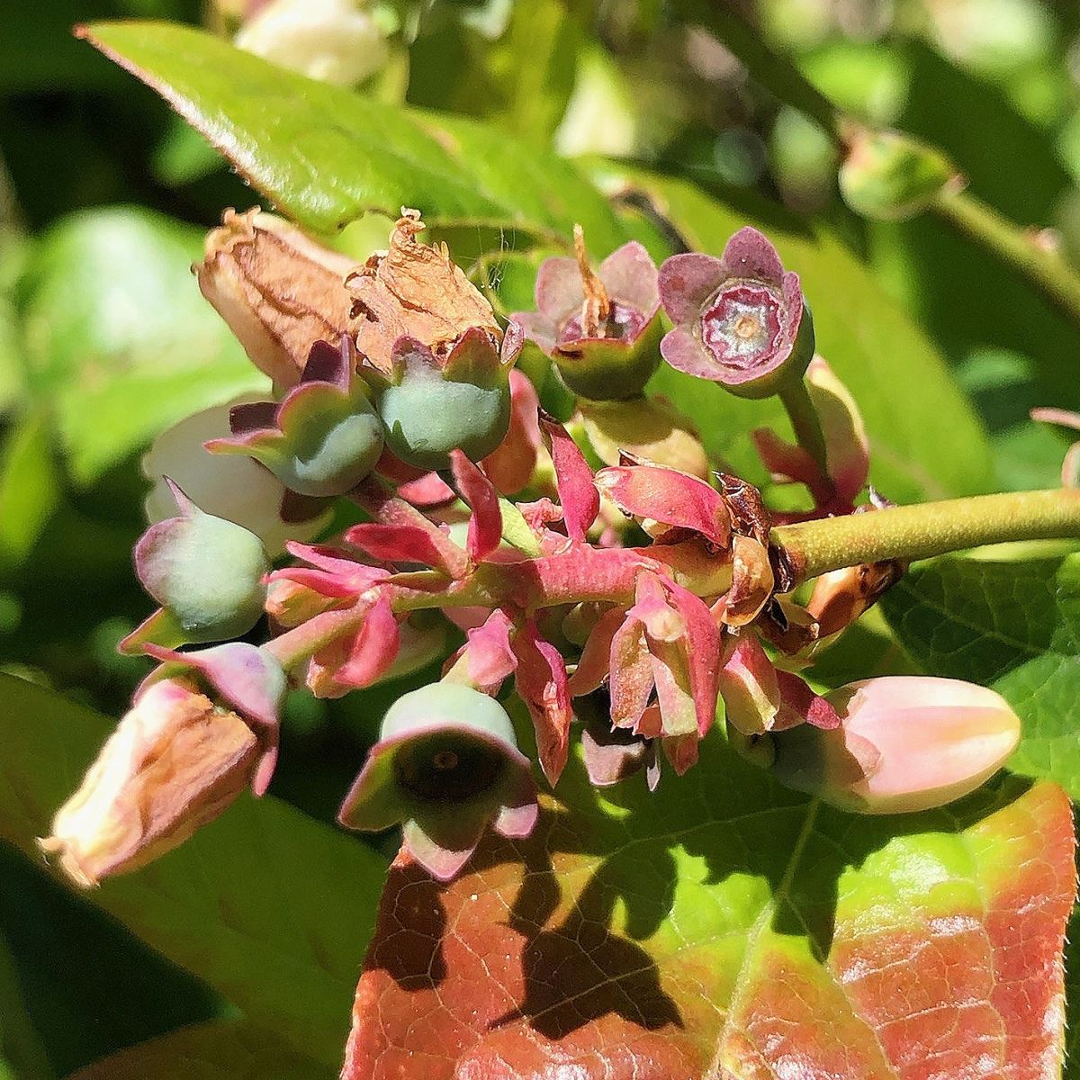 Éclatement des bourgeons à fruits