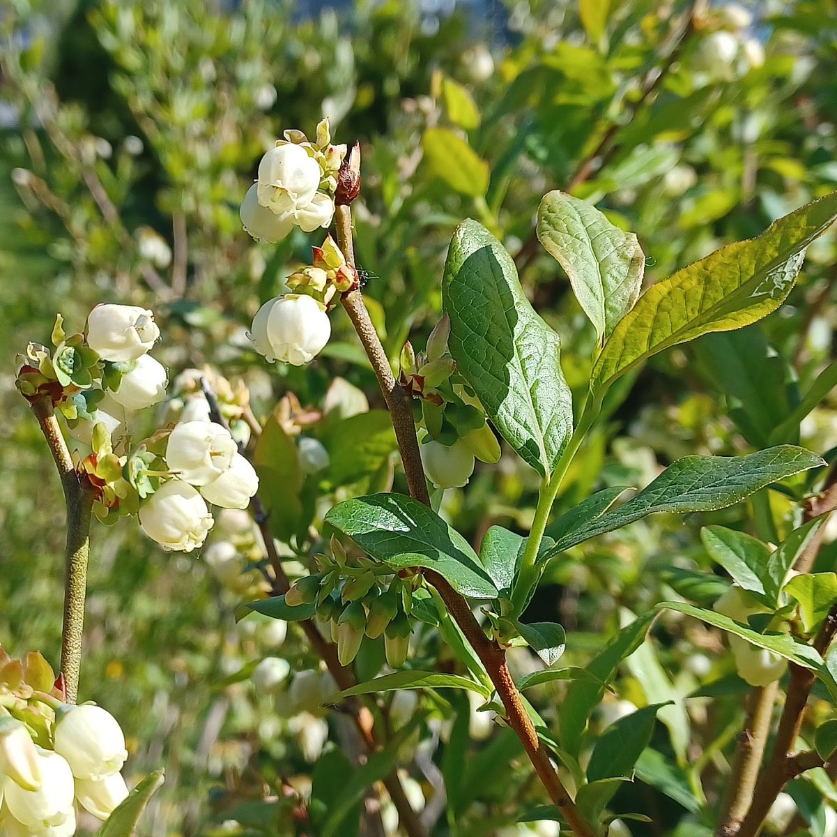 Gonflement des bourgeons à fruits