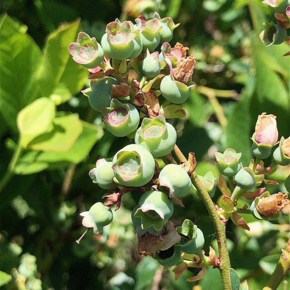 Éclatement des bourgeons à fruits