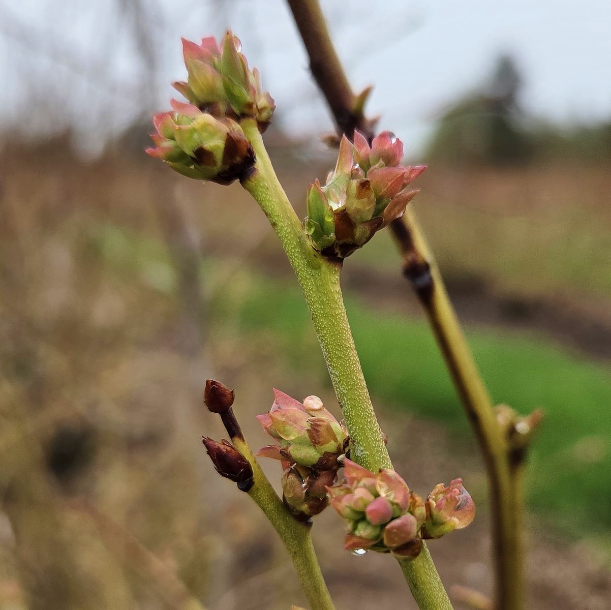 Image Agri-Réseau