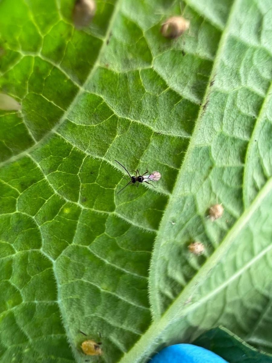 Les parasitoïdes aident à contrôler les ravageurs en début d’infestation. Photo: Geneviève Labrie