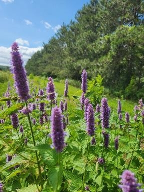 Bande fleurie aménagée en bordure d’un verger. Photo : Geneviève Labrie.