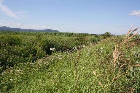 Bande fleurie naturelle en bordure d’un champ de grandes cultures. Photo: Geneviève Labrie