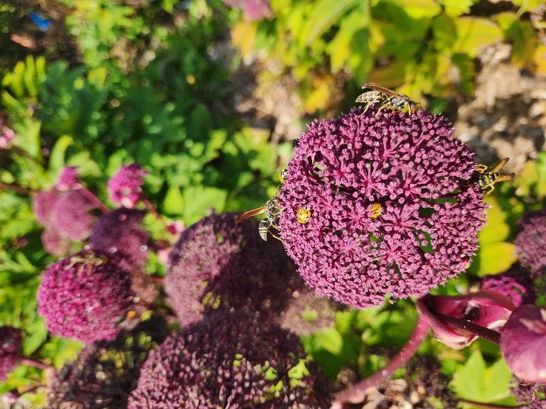 Coccinelles asiatiques et guêpes prédatrices : d’excellents ennemis naturels de plusieurs ravageurs, mais qui ont aussi besoin de pollen. Photo: Geneviève Labrie.