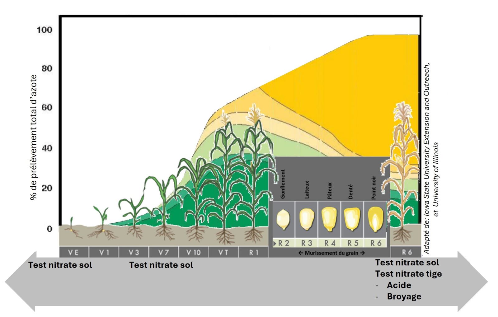 Figure 1  : Moments les plus courants pour réaliser des tests de nitrate dans le maïs en fonction du stade de développement du maïs et de sa consommation en azote