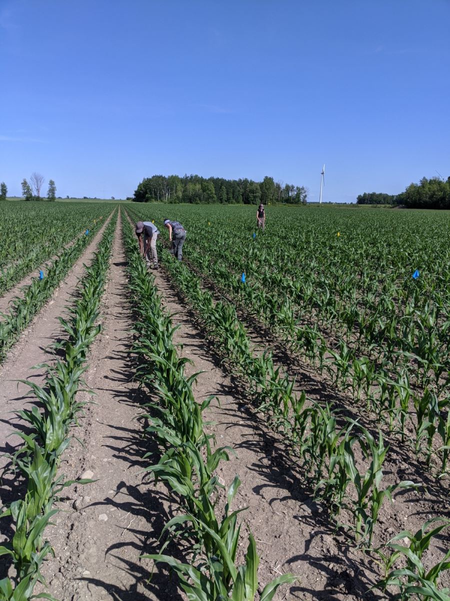 Délimitation de petites parcelles d’essai à la ferme - © Groupe Pleine Terre