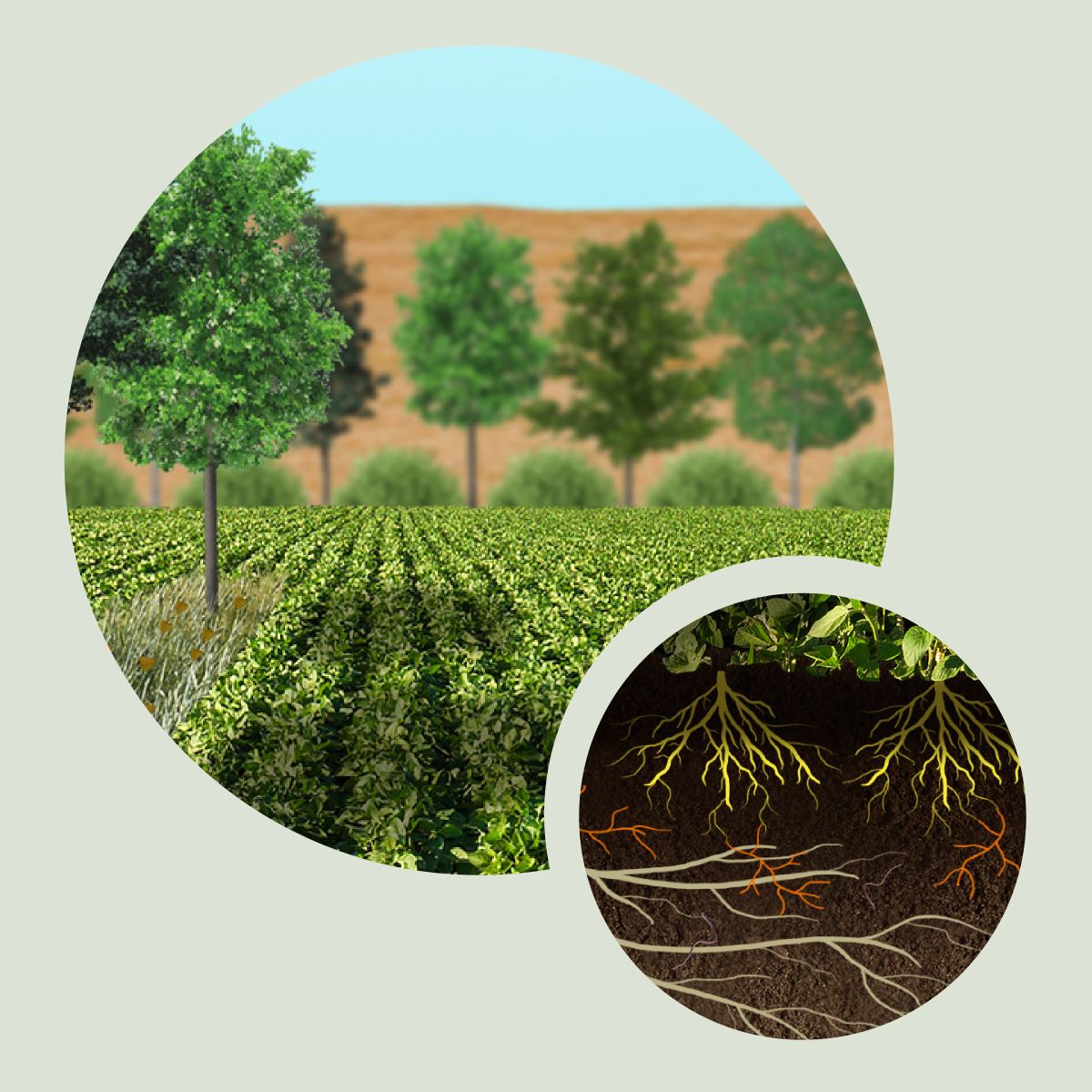 Les arbres peuvent capter les nutriments lixiviés sous les zones cultivées