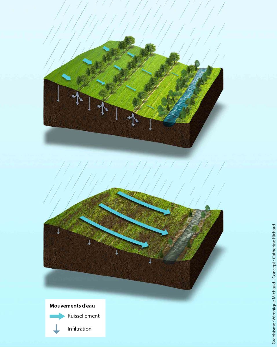 La présence de haies agroforestières favorise l’infiltration et limite le ruissellement dans les pentes
