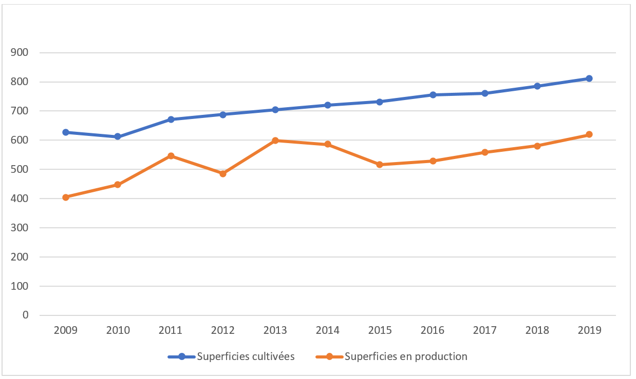Évolution des superficies cultivées et en production de raisins entre 2009 et 2019