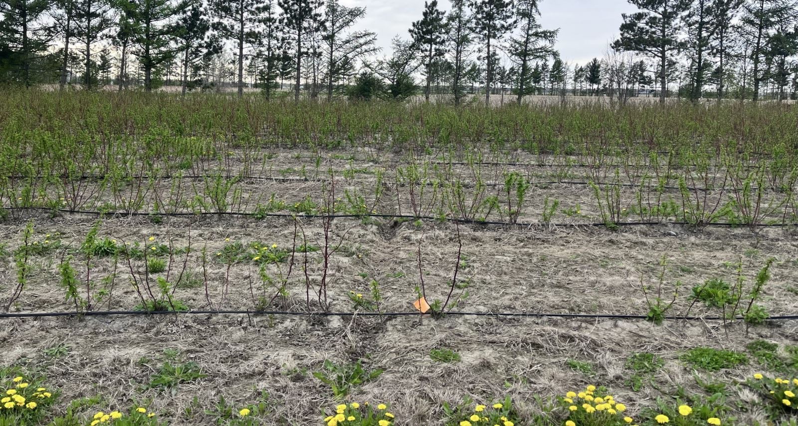 pourridié des racines