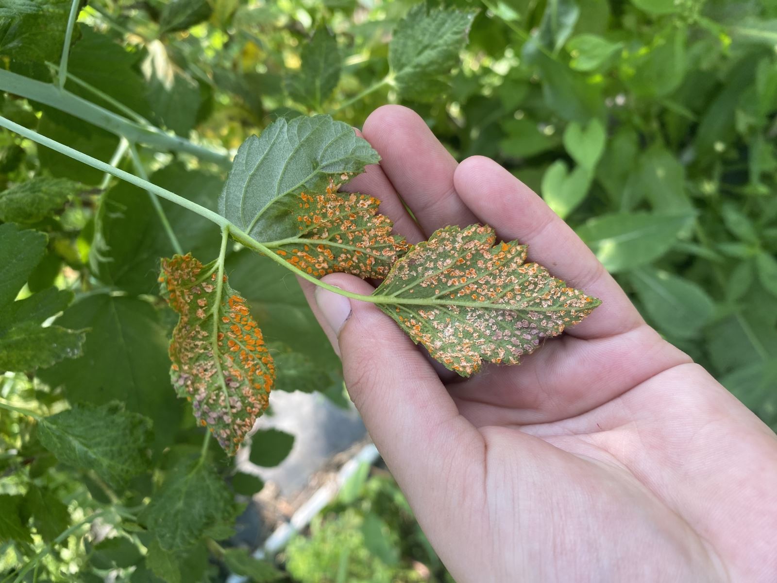 Rouille sur framboise noire