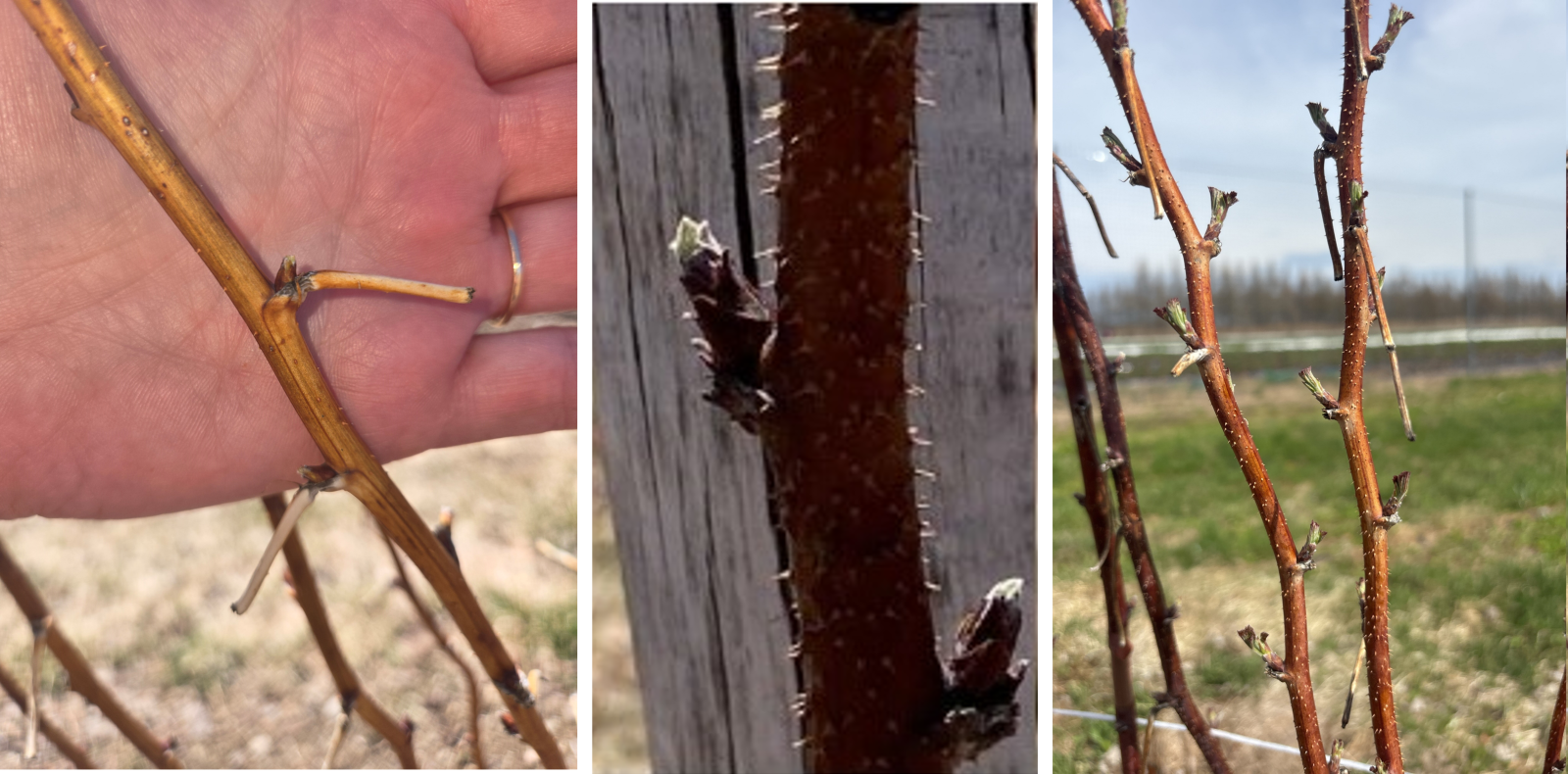 stade de développement du framboisier