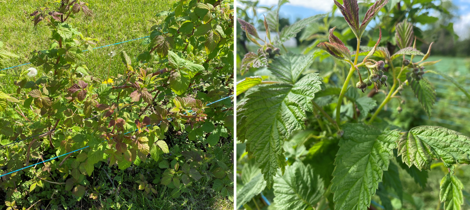 Image Agri-Réseau