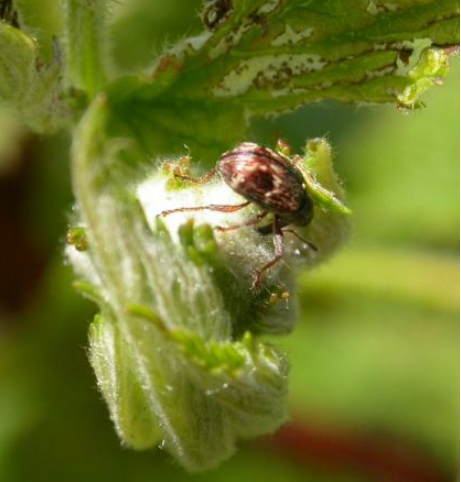 anthonome de la fleur du fraisier