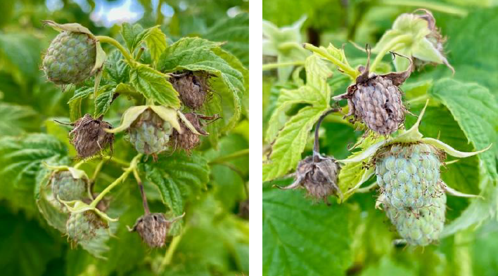 Cladosporiose sur fruit vert