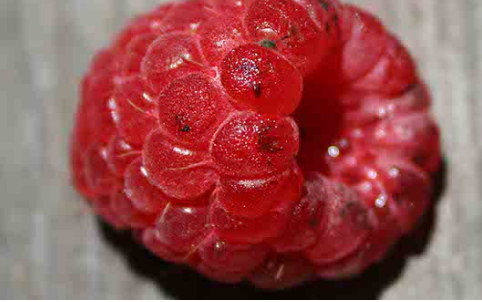 Cladosporiose/fumagine