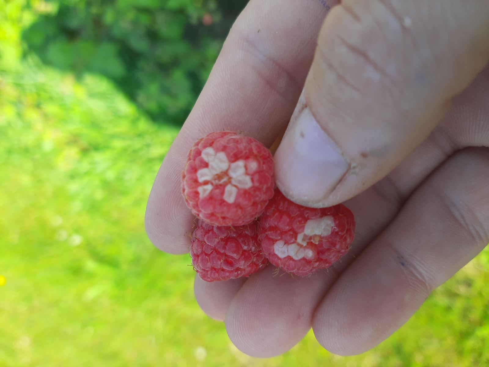 Insolation sur fruit