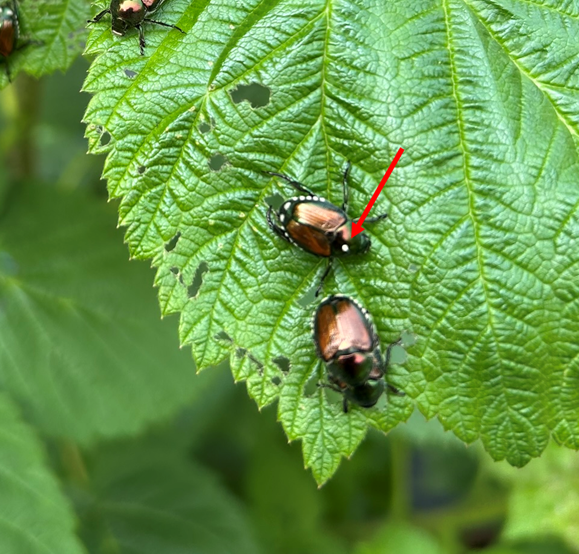scarabée japonais parasité