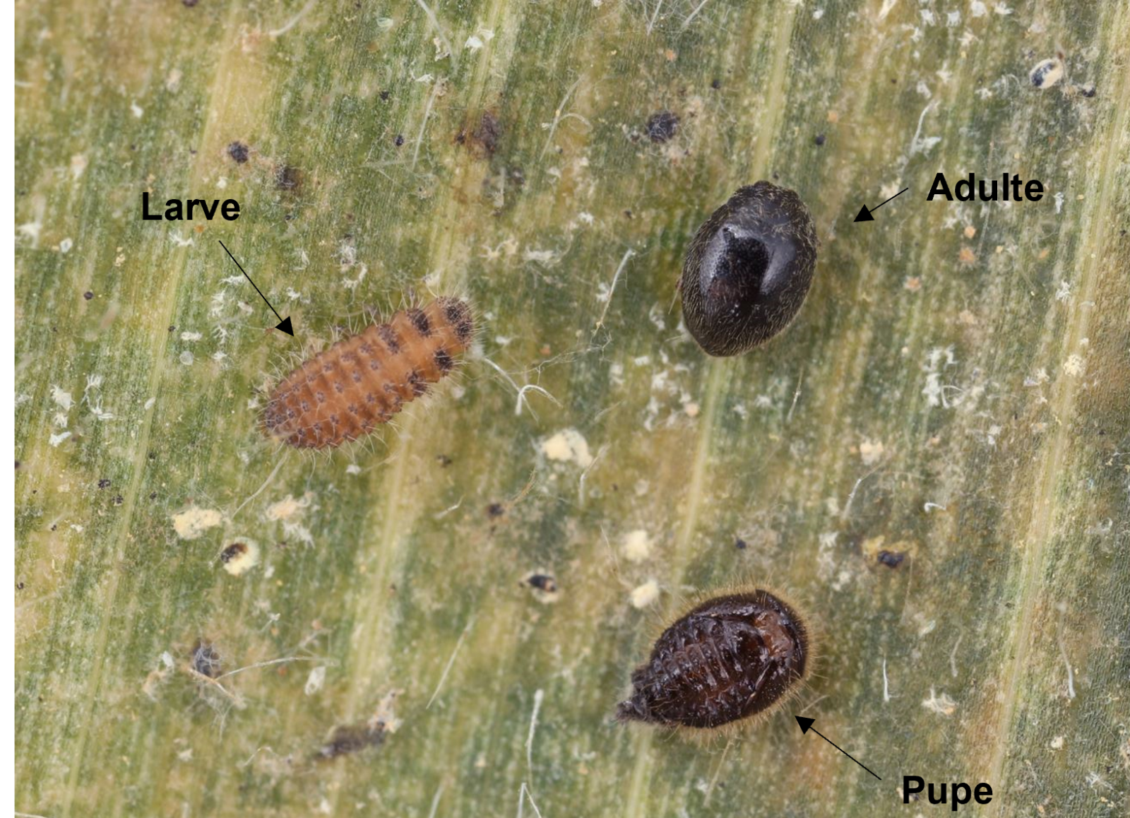 Stethorus