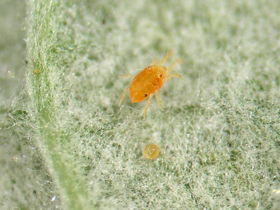 Tétranyque femelle hivernante