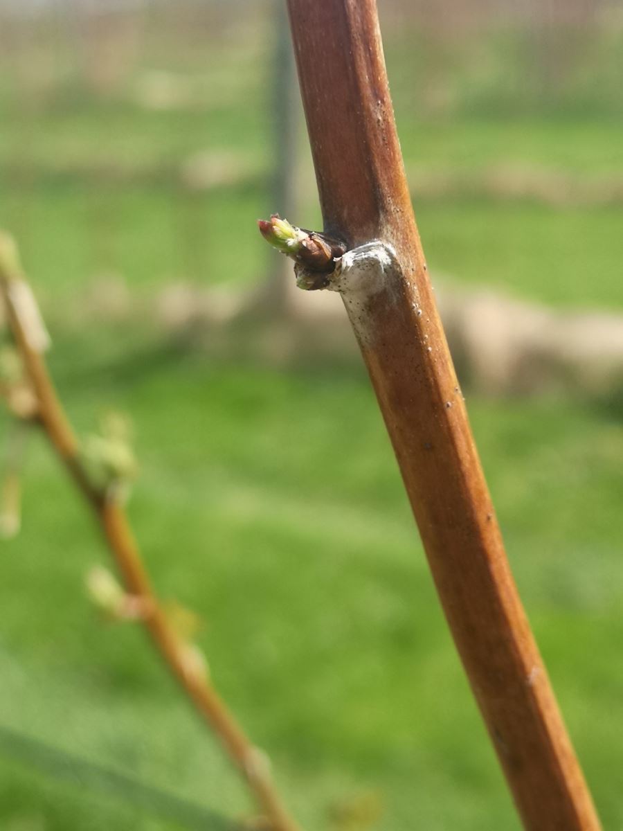 Anthracnose et brûlure des dards