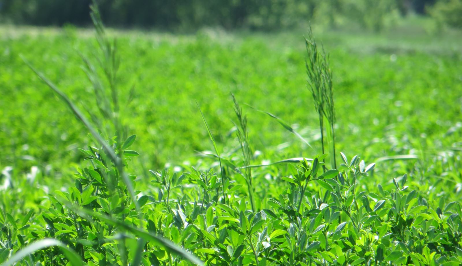 Plantes fourragères